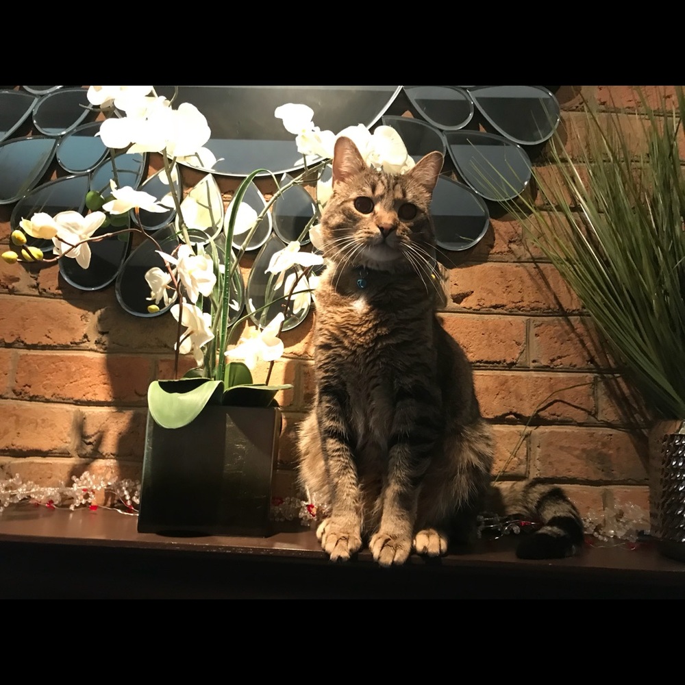 Meet your Posher, Diana